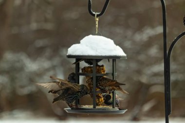 Bir grup sığırcık bir kuş yemliğinin etrafında toplanıyor, benekli tüyleri yumuşak ve bulanık bir arka planda detaylandırılmış. Doğada bir toplumsal beslenme anı.