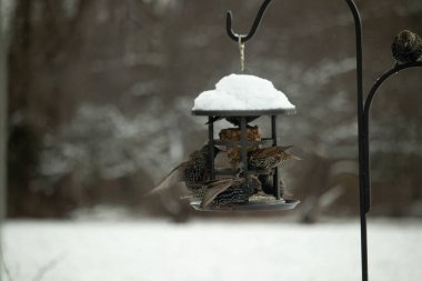 Bir grup sığırcık bir kuş yemliğinin etrafında toplanıyor, benekli tüyleri yumuşak ve bulanık bir arka planda detaylandırılmış. Doğada bir toplumsal beslenme anı.