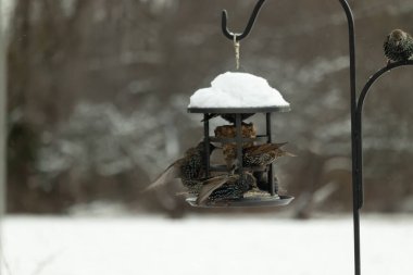 Bir grup sığırcık bir kuş yemliğinin etrafında toplanıyor, benekli tüyleri yumuşak ve bulanık bir arka planda detaylandırılmış. Doğada bir toplumsal beslenme anı.