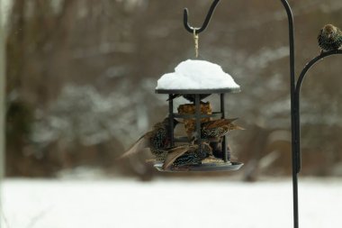 Bir grup sığırcık bir kuş yemliğinin etrafında toplanıyor, benekli tüyleri yumuşak ve bulanık bir arka planda detaylandırılmış. Doğada bir toplumsal beslenme anı.