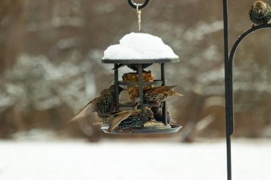 Bir grup sığırcık bir kuş yemliğinin etrafında toplanıyor, benekli tüyleri yumuşak ve bulanık bir arka planda detaylandırılmış. Doğada bir toplumsal beslenme anı.