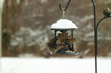 Bir grup sığırcık bir kuş yemliğinin etrafında toplanıyor, benekli tüyleri yumuşak ve bulanık bir arka planda detaylandırılmış. Doğada bir toplumsal beslenme anı.