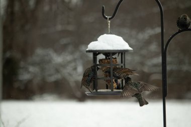 Bir grup sığırcık bir kuş yemliğinin etrafında toplanıyor, benekli tüyleri yumuşak ve bulanık bir arka planda detaylandırılmış. Doğada bir toplumsal beslenme anı.