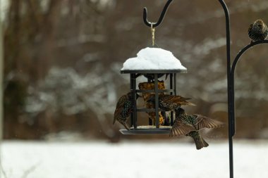Bir grup sığırcık bir kuş yemliğinin etrafında toplanıyor, benekli tüyleri yumuşak ve bulanık bir arka planda detaylandırılmış. Doğada bir toplumsal beslenme anı.