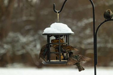 Bir grup sığırcık bir kuş yemliğinin etrafında toplanıyor, benekli tüyleri yumuşak ve bulanık bir arka planda detaylandırılmış. Doğada bir toplumsal beslenme anı.