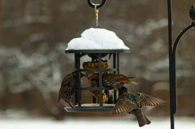 Bir grup sığırcık bir kuş yemliğinin etrafında toplanıyor, benekli tüyleri yumuşak ve bulanık bir arka planda detaylandırılmış. Doğada bir toplumsal beslenme anı.
