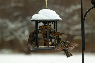 Bir grup sığırcık bir kuş yemliğinin etrafında toplanıyor, benekli tüyleri yumuşak ve bulanık bir arka planda detaylandırılmış. Doğada bir toplumsal beslenme anı.