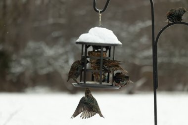 Bir grup sığırcık bir kuş yemliğinin etrafında toplanıyor, benekli tüyleri yumuşak ve bulanık bir arka planda detaylandırılmış. Doğada bir toplumsal beslenme anı.