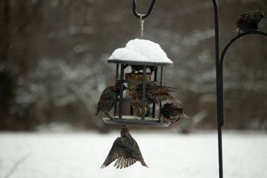 Bir grup sığırcık bir kuş yemliğinin etrafında toplanıyor, benekli tüyleri yumuşak ve bulanık bir arka planda detaylandırılmış. Doğada bir toplumsal beslenme anı.
