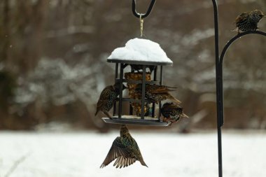 Bir grup sığırcık bir kuş yemliğinin etrafında toplanıyor, benekli tüyleri yumuşak ve bulanık bir arka planda detaylandırılmış. Doğada bir toplumsal beslenme anı.