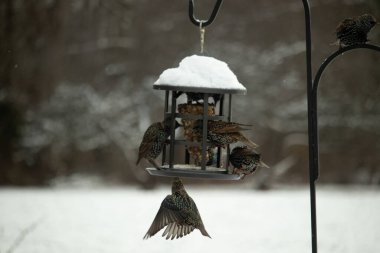 Bir grup sığırcık bir kuş yemliğinin etrafında toplanıyor, benekli tüyleri yumuşak ve bulanık bir arka planda detaylandırılmış. Doğada bir toplumsal beslenme anı.