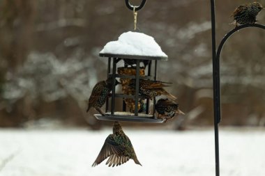 Bir grup sığırcık bir kuş yemliğinin etrafında toplanıyor, benekli tüyleri yumuşak ve bulanık bir arka planda detaylandırılmış. Doğada bir toplumsal beslenme anı.