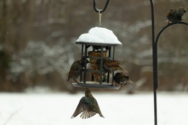 Bir grup sığırcık bir kuş yemliğinin etrafında toplanıyor, benekli tüyleri yumuşak ve bulanık bir arka planda detaylandırılmış. Doğada bir toplumsal beslenme anı.