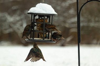 Bir grup sığırcık bir kuş yemliğinin etrafında toplanıyor, benekli tüyleri yumuşak ve bulanık bir arka planda detaylandırılmış. Doğada bir toplumsal beslenme anı.