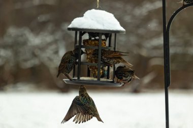 Bir grup sığırcık bir kuş yemliğinin etrafında toplanıyor, benekli tüyleri yumuşak ve bulanık bir arka planda detaylandırılmış. Doğada bir toplumsal beslenme anı.
