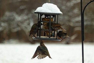 Bir grup sığırcık bir kuş yemliğinin etrafında toplanıyor, benekli tüyleri yumuşak ve bulanık bir arka planda detaylandırılmış. Doğada bir toplumsal beslenme anı.