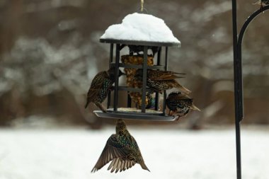 Bir grup sığırcık bir kuş yemliğinin etrafında toplanıyor, benekli tüyleri yumuşak ve bulanık bir arka planda detaylandırılmış. Doğada bir toplumsal beslenme anı.