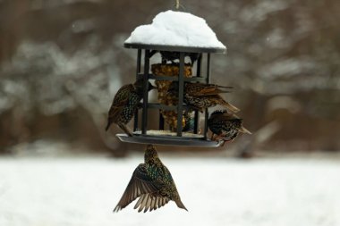 Bir grup sığırcık bir kuş yemliğinin etrafında toplanıyor, benekli tüyleri yumuşak ve bulanık bir arka planda detaylandırılmış. Doğada bir toplumsal beslenme anı.