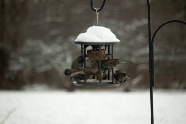 Bir grup sığırcık bir kuş yemliğinin etrafında toplanıyor, benekli tüyleri yumuşak ve bulanık bir arka planda detaylandırılmış. Doğada bir toplumsal beslenme anı.