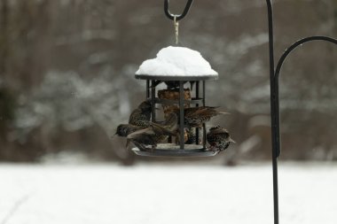 Bir grup sığırcık bir kuş yemliğinin etrafında toplanıyor, benekli tüyleri yumuşak ve bulanık bir arka planda detaylandırılmış. Doğada bir toplumsal beslenme anı.