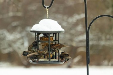 Bir grup sığırcık bir kuş yemliğinin etrafında toplanıyor, benekli tüyleri yumuşak ve bulanık bir arka planda detaylandırılmış. Doğada bir toplumsal beslenme anı.