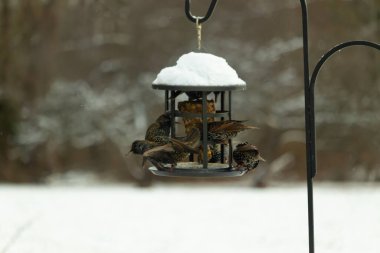 Bir grup sığırcık bir kuş yemliğinin etrafında toplanıyor, benekli tüyleri yumuşak ve bulanık bir arka planda detaylandırılmış. Doğada bir toplumsal beslenme anı.