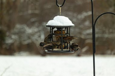Bir grup sığırcık bir kuş yemliğinin etrafında toplanıyor, benekli tüyleri yumuşak ve bulanık bir arka planda detaylandırılmış. Doğada bir toplumsal beslenme anı.