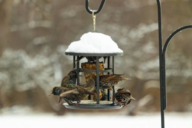 Bir grup sığırcık bir kuş yemliğinin etrafında toplanıyor, benekli tüyleri yumuşak ve bulanık bir arka planda detaylandırılmış. Doğada bir toplumsal beslenme anı.