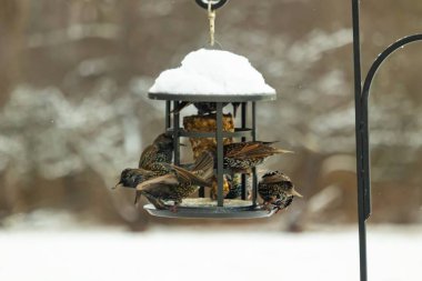 Bir grup sığırcık bir kuş yemliğinin etrafında toplanıyor, benekli tüyleri yumuşak ve bulanık bir arka planda detaylandırılmış. Doğada bir toplumsal beslenme anı.