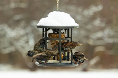 Bir grup sığırcık bir kuş yemliğinin etrafında toplanıyor, benekli tüyleri yumuşak ve bulanık bir arka planda detaylandırılmış. Doğada bir toplumsal beslenme anı.