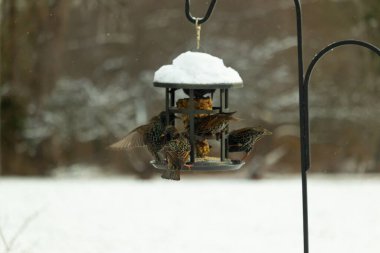 Bir grup sığırcık bir kuş yemliğinin etrafında toplanıyor, benekli tüyleri yumuşak ve bulanık bir arka planda detaylandırılmış. Doğada bir toplumsal beslenme anı.