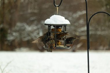 Bir grup sığırcık bir kuş yemliğinin etrafında toplanıyor, benekli tüyleri yumuşak ve bulanık bir arka planda detaylandırılmış. Doğada bir toplumsal beslenme anı.