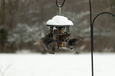 Bir grup sığırcık bir kuş yemliğinin etrafında toplanıyor, benekli tüyleri yumuşak ve bulanık bir arka planda detaylandırılmış. Doğada bir toplumsal beslenme anı.