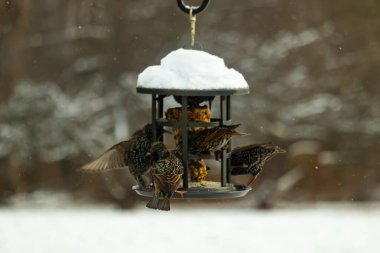 Bir grup sığırcık bir kuş yemliğinin etrafında toplanıyor, benekli tüyleri yumuşak ve bulanık bir arka planda detaylandırılmış. Doğada bir toplumsal beslenme anı.