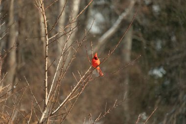 Canlı kırmızı bir kardinal narin bir dala tünemiş, çarpıcı rengi yumuşak, bulanık kış arkaplanına zıt. Huzurlu bir ortamda doğanın güzelliği.