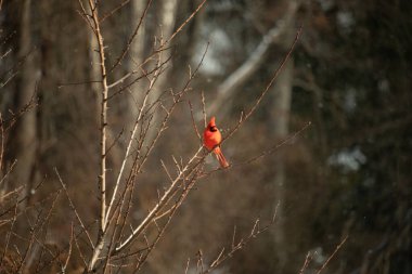 Canlı kırmızı bir kardinal narin bir dala tünemiş, çarpıcı rengi yumuşak, bulanık kış arkaplanına zıt. Huzurlu bir ortamda doğanın güzelliği.