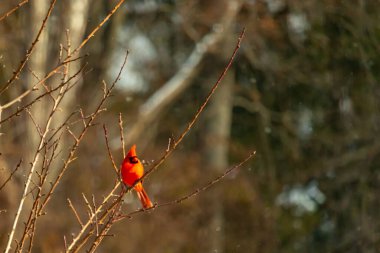 Canlı kırmızı bir kardinal narin bir dala tünemiş, çarpıcı rengi yumuşak, bulanık kış arkaplanına zıt. Huzurlu bir ortamda doğanın güzelliği.
