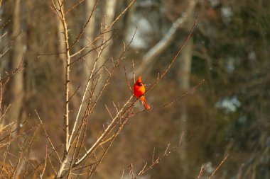 Canlı kırmızı bir kardinal narin bir dala tünemiş, çarpıcı rengi yumuşak, bulanık kış arkaplanına zıt. Huzurlu bir ortamda doğanın güzelliği.