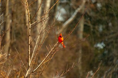 Canlı kırmızı bir kardinal narin bir dala tünemiş, çarpıcı rengi yumuşak, bulanık kış arkaplanına zıt. Huzurlu bir ortamda doğanın güzelliği.