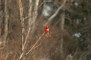Canlı kırmızı bir kardinal narin bir dala tünemiş, çarpıcı rengi yumuşak, bulanık kış arkaplanına zıt. Huzurlu bir ortamda doğanın güzelliği.