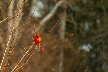 Canlı kırmızı bir kardinal narin bir dala tünemiş, çarpıcı rengi yumuşak, bulanık kış arkaplanına zıt. Huzurlu bir ortamda doğanın güzelliği.
