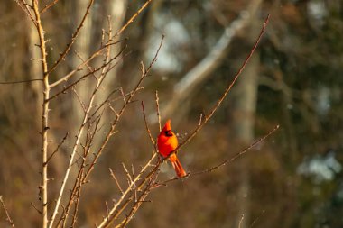 Canlı kırmızı bir kardinal narin bir dala tünemiş, çarpıcı rengi yumuşak, bulanık kış arkaplanına zıt. Huzurlu bir ortamda doğanın güzelliği.