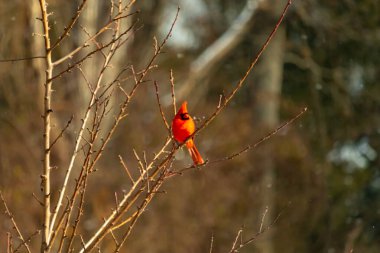 Canlı kırmızı bir kardinal narin bir dala tünemiş, çarpıcı rengi yumuşak, bulanık kış arkaplanına zıt. Huzurlu bir ortamda doğanın güzelliği.