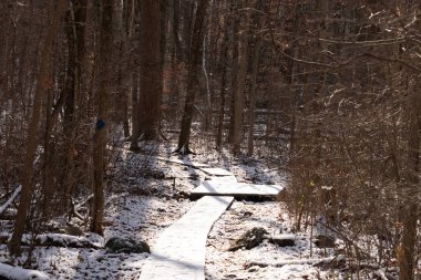 Kar tozuyla kaplı ahşap patika, güneşli kış ormanlarında esiyor. Uzun ağaçlar, dingin ve soğuk manzaraya gölge düşürür. Kışın doğa yolu.