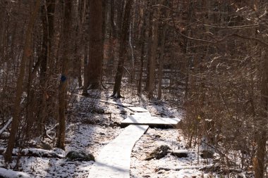 Kar tozuyla kaplı ahşap patika, güneşli kış ormanlarında esiyor. Uzun ağaçlar, dingin ve soğuk manzaraya gölge düşürür. Kışın doğa yolu.