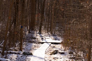 Kar tozuyla kaplı ahşap patika, güneşli kış ormanlarında esiyor. Uzun ağaçlar, dingin ve soğuk manzaraya gölge düşürür. Kışın doğa yolu.
