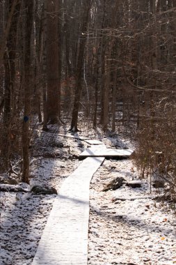 Kar tozuyla kaplı ahşap patika, güneşli kış ormanlarında esiyor. Uzun ağaçlar, dingin ve soğuk manzaraya gölge düşürür. Kışın doğa yolu.