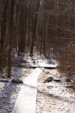 Kar tozuyla kaplı ahşap patika, güneşli kış ormanlarında esiyor. Uzun ağaçlar, dingin ve soğuk manzaraya gölge düşürür. Kışın doğa yolu.