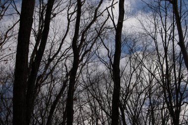 Çıplak ağaç dalları soluk mavi gökyüzüne doğru uzanır. Kış ormanı sahnesinde ince bulutlarla. Stark, doğal, mevsimsel, sakin.
