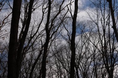 Çıplak ağaç dalları soluk mavi gökyüzüne doğru uzanır. Kış ormanı sahnesinde ince bulutlarla. Stark, doğal, mevsimsel, sakin.